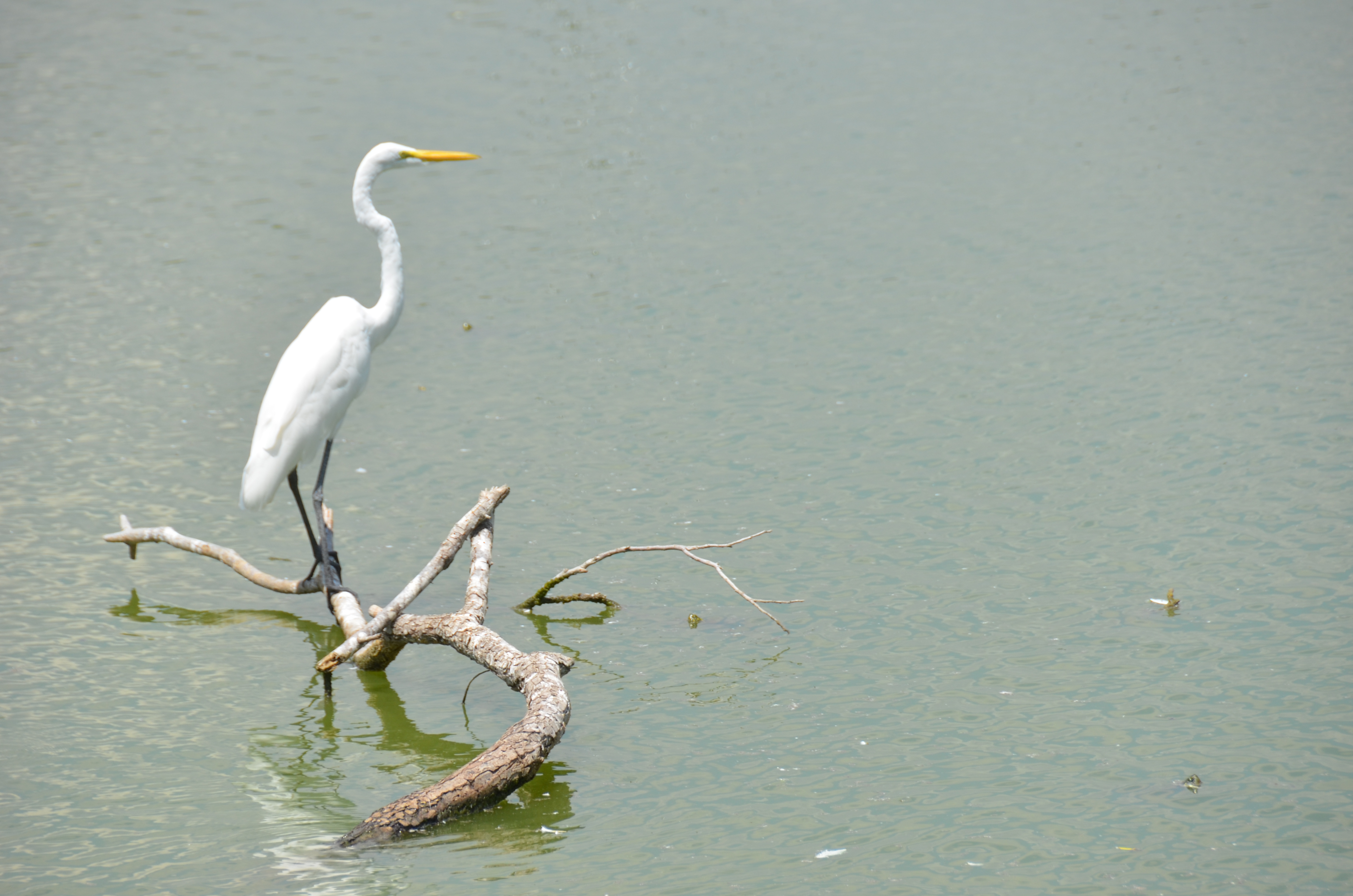 Nature view near Lakeside Apartments